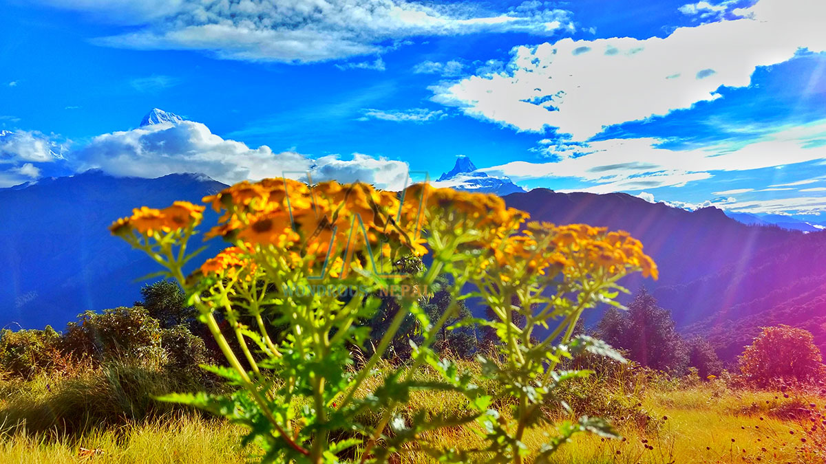 Ghorepani_Poonhill_Trek